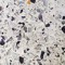 marble