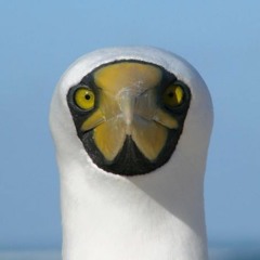 skohl