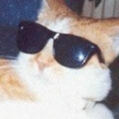 CatWithSunglasses