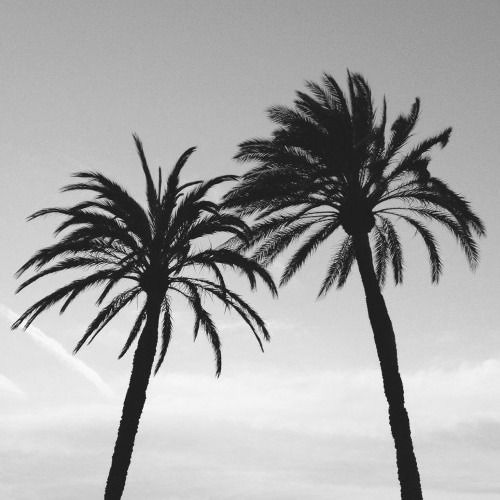 palmtrees’s avatar