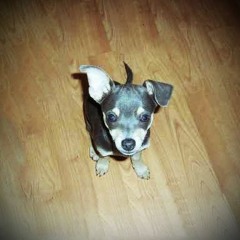 Bootsie Butterscotch