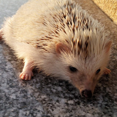 Phetploy Saetae