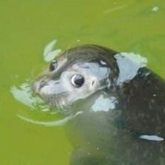 Suni