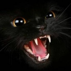 trAp_Kitten