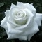 Hanan Yousry