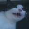 FunnyCat