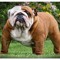 Buddy_Bulldog