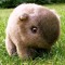 sillywombat