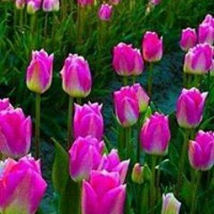 Sindhu P R Avijit