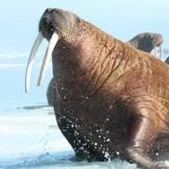 Walrus