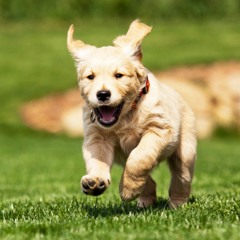 DogLoveTheNoize