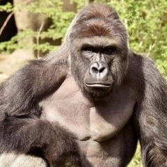 HAraMbe
