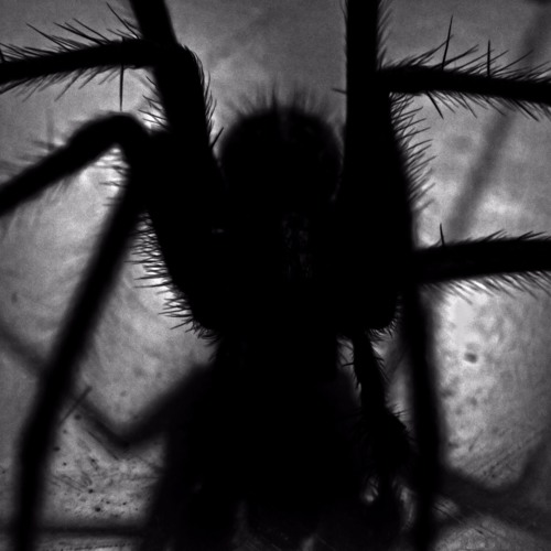 SoundCloud profile picture for @spiders