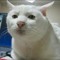 MuchSeriousVeryCat