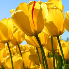 Wiz Khalifa - Mezmorized (Instrumental)