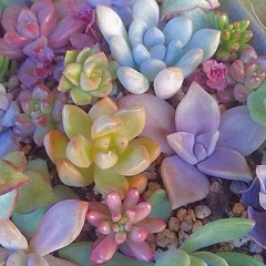 SucculentGraveyard