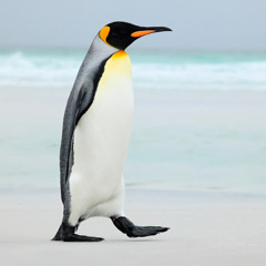 xd Penguin