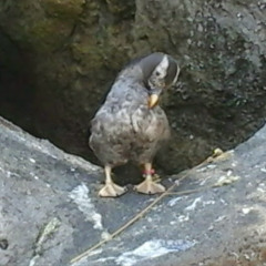 flybyy