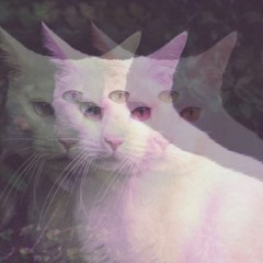 3eyed cat