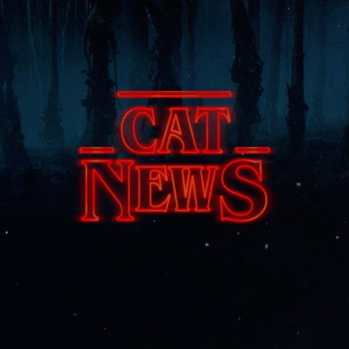 CatNews’s avatar