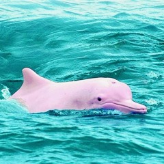 Los Delfines Rosados