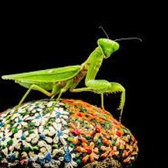 Beetlec