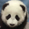 Panda Lover