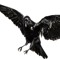 Raven's Lair
