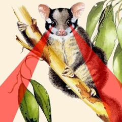 Marco Possum | Dubinski