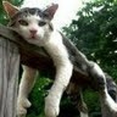 Şenol Filiz- Hicaz Taksim