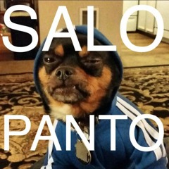 Salo Panto