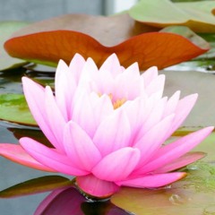 Live An Authentic Life