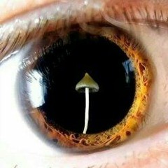 Parallel Reflex