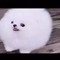 Doggo Sir