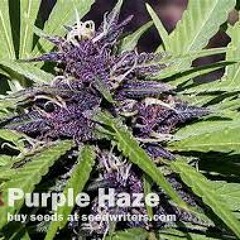 PURP HaZE