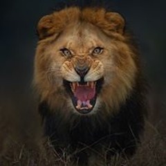 عمر وڑاہچ
