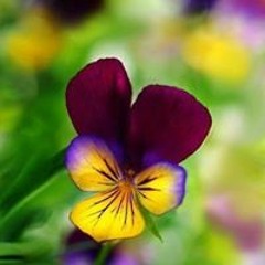 Shirley Pansy-Peonie