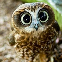 Hibou Des Eaux Vives