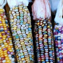 Microvoces #3 : Experiencias de Semillas en Uruguay por Irina Aldabe