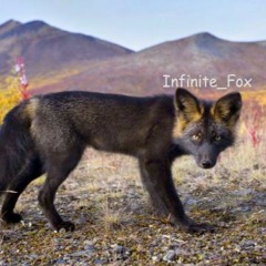 Infinite_Fox