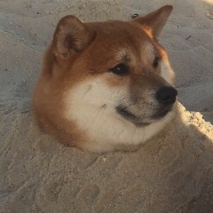 BarkDogeBark