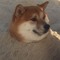 BarkDogeBark