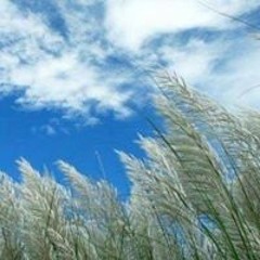 Ziaul Hoque