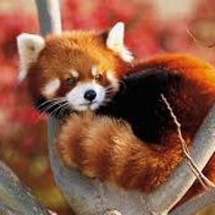 redpanda