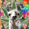 Lama Records