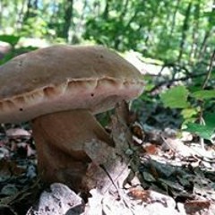 Dl Apachioara