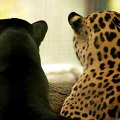 Juanita Clermont Cole