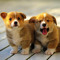 Puppy Lover