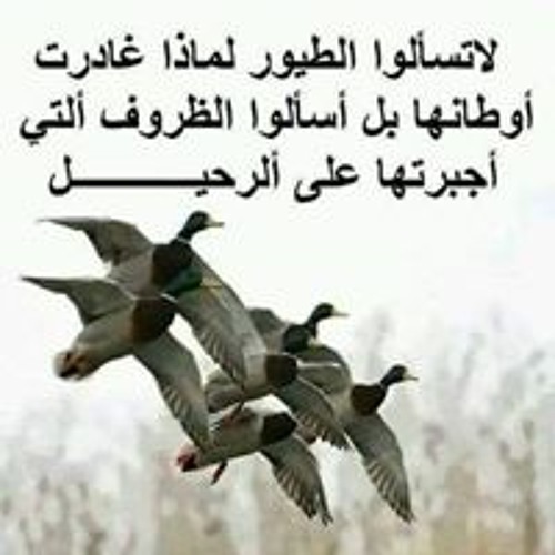 Ahmad saufi forex