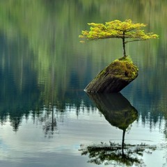 曼陀羅 a.k.a Man-D